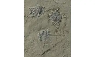 Diademopsis crinifera