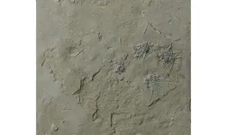 Diademopsis crinifera