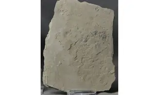 Diademopsis crinifera