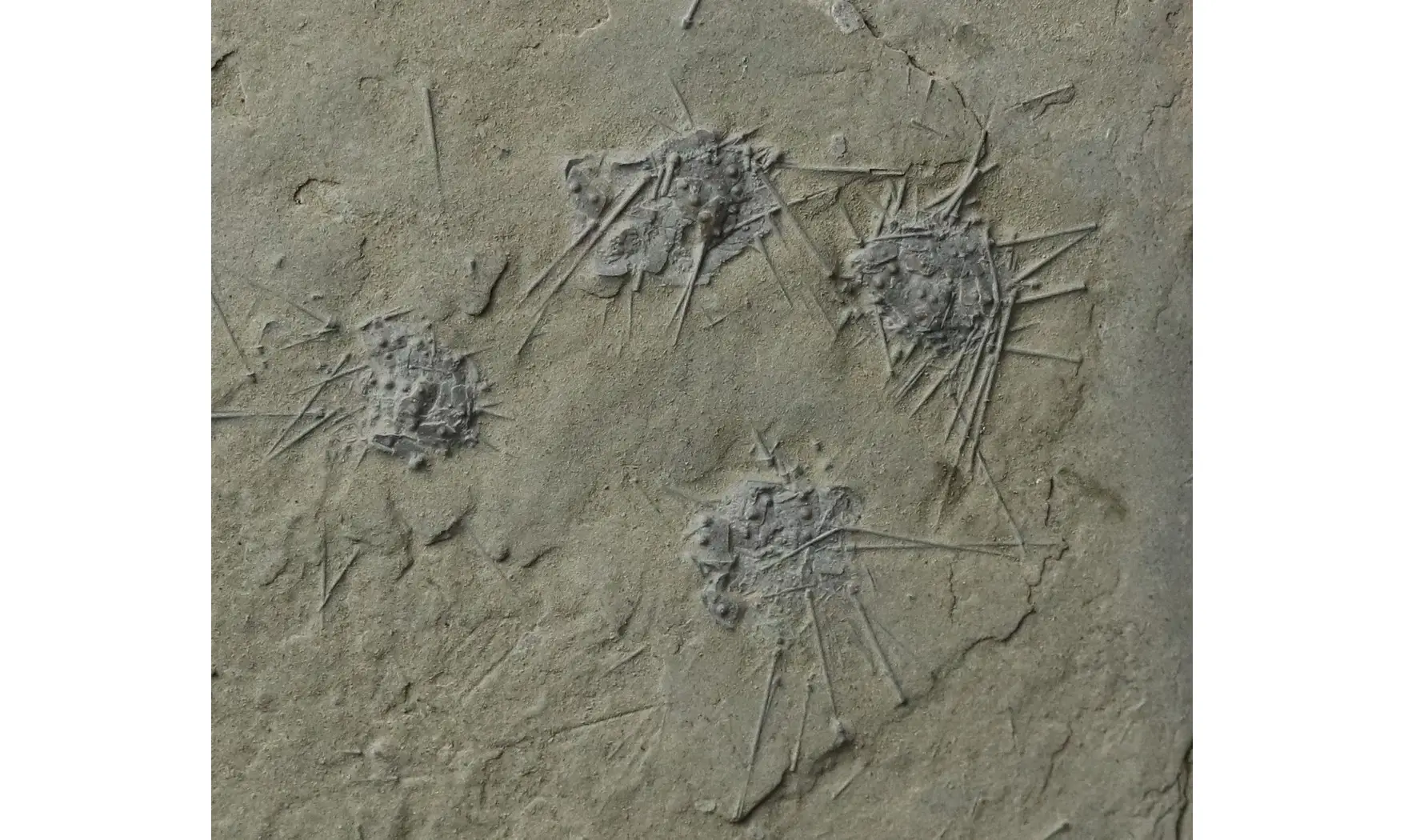 Diademopsis crinifera