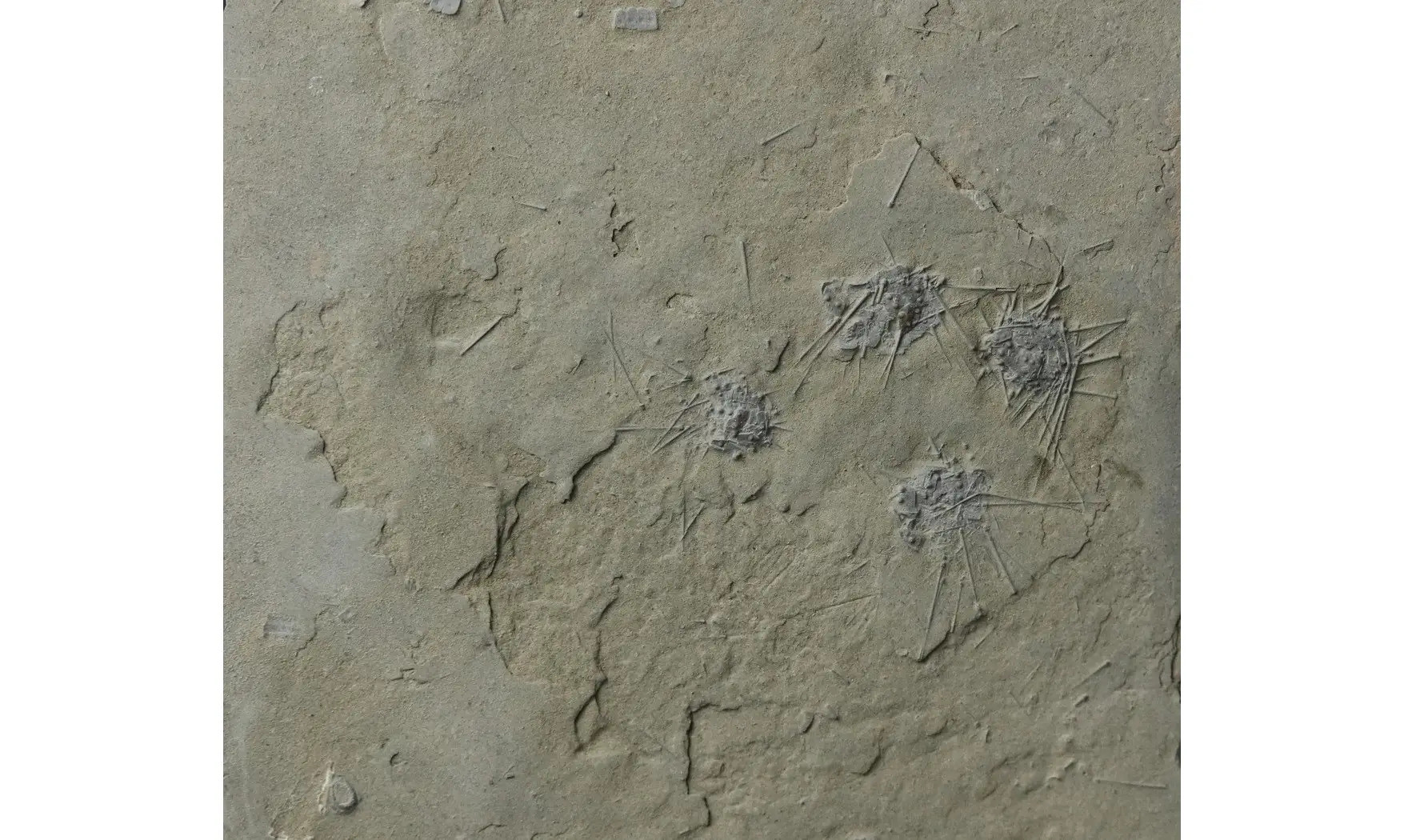 Diademopsis crinifera