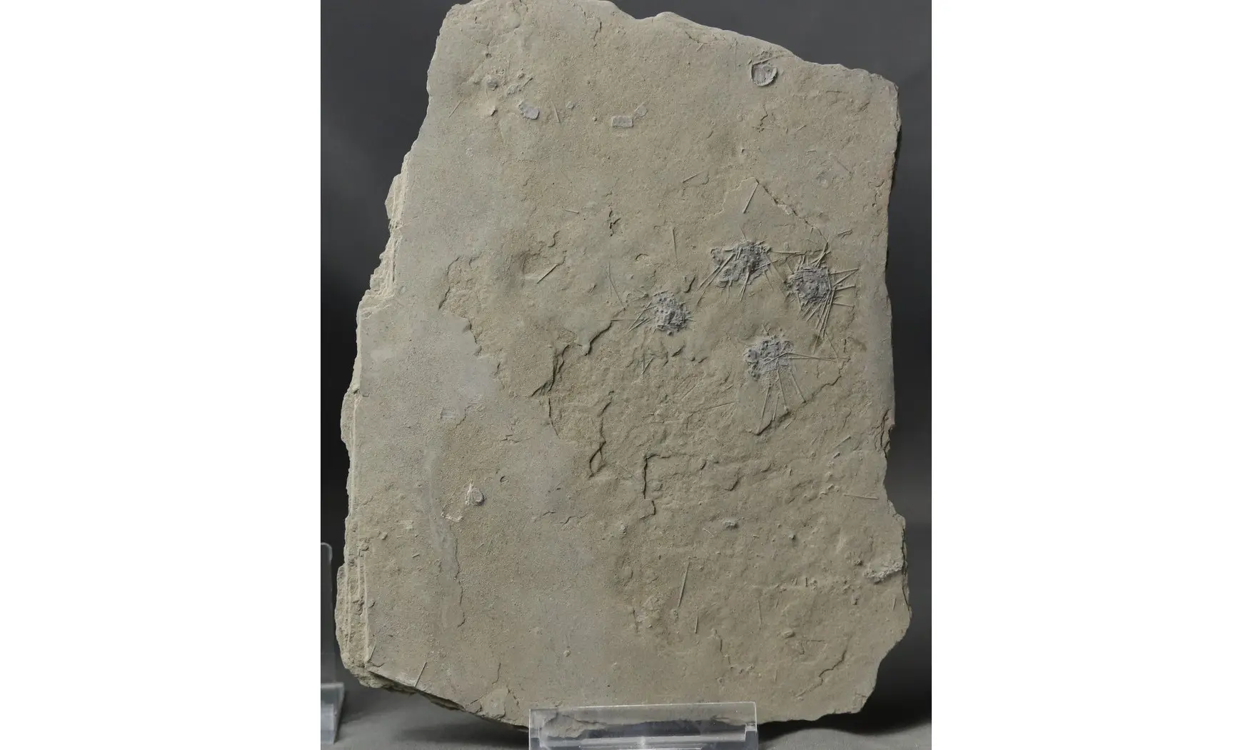 Diademopsis crinifera