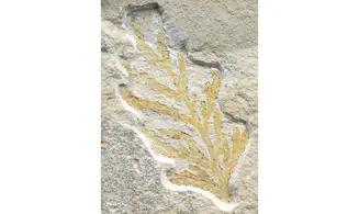 Brachyphyllum nepos