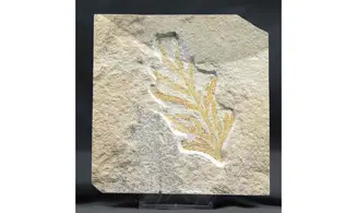 Brachyphyllum nepos