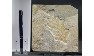Brachyphyllum nepos