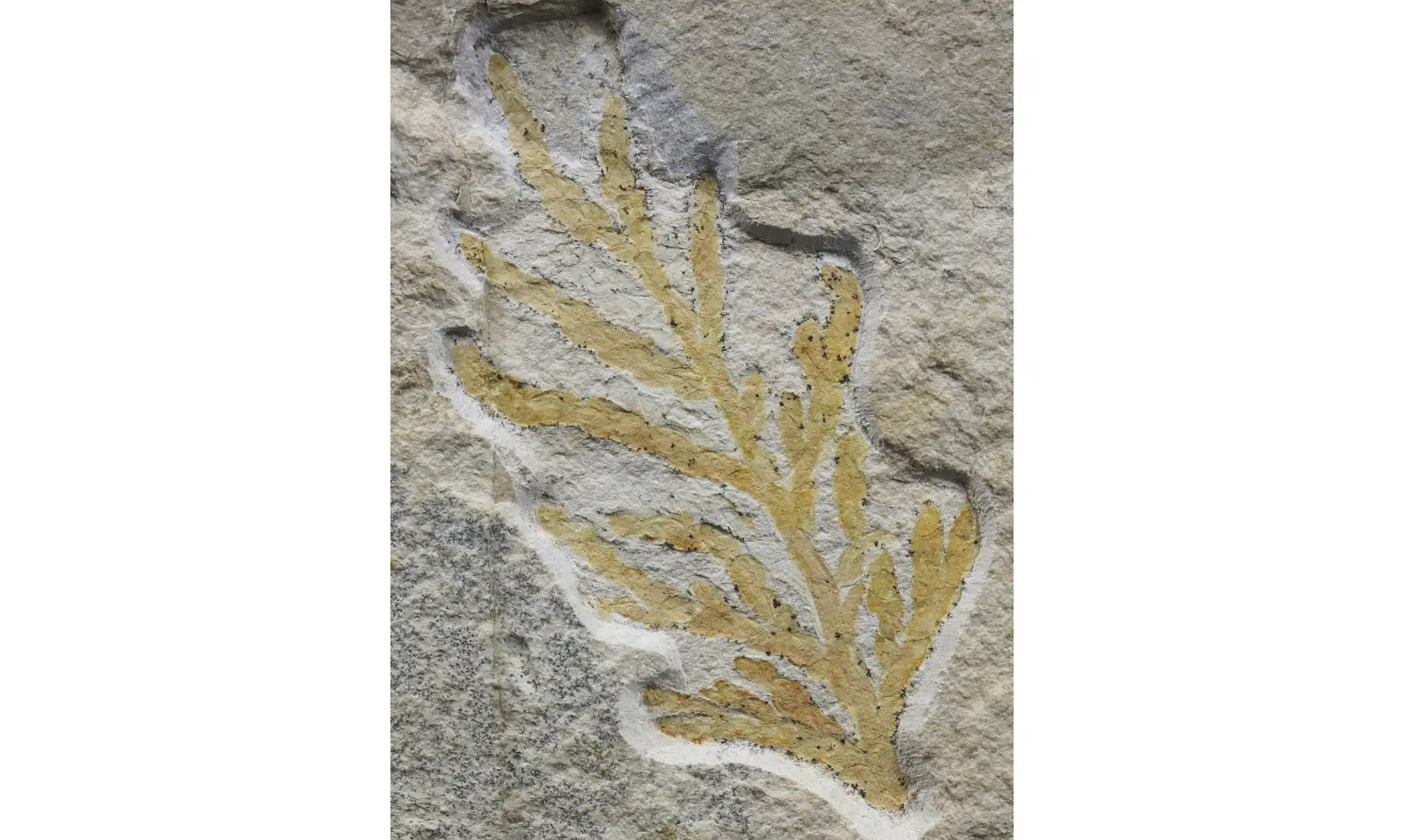 Brachyphyllum nepos