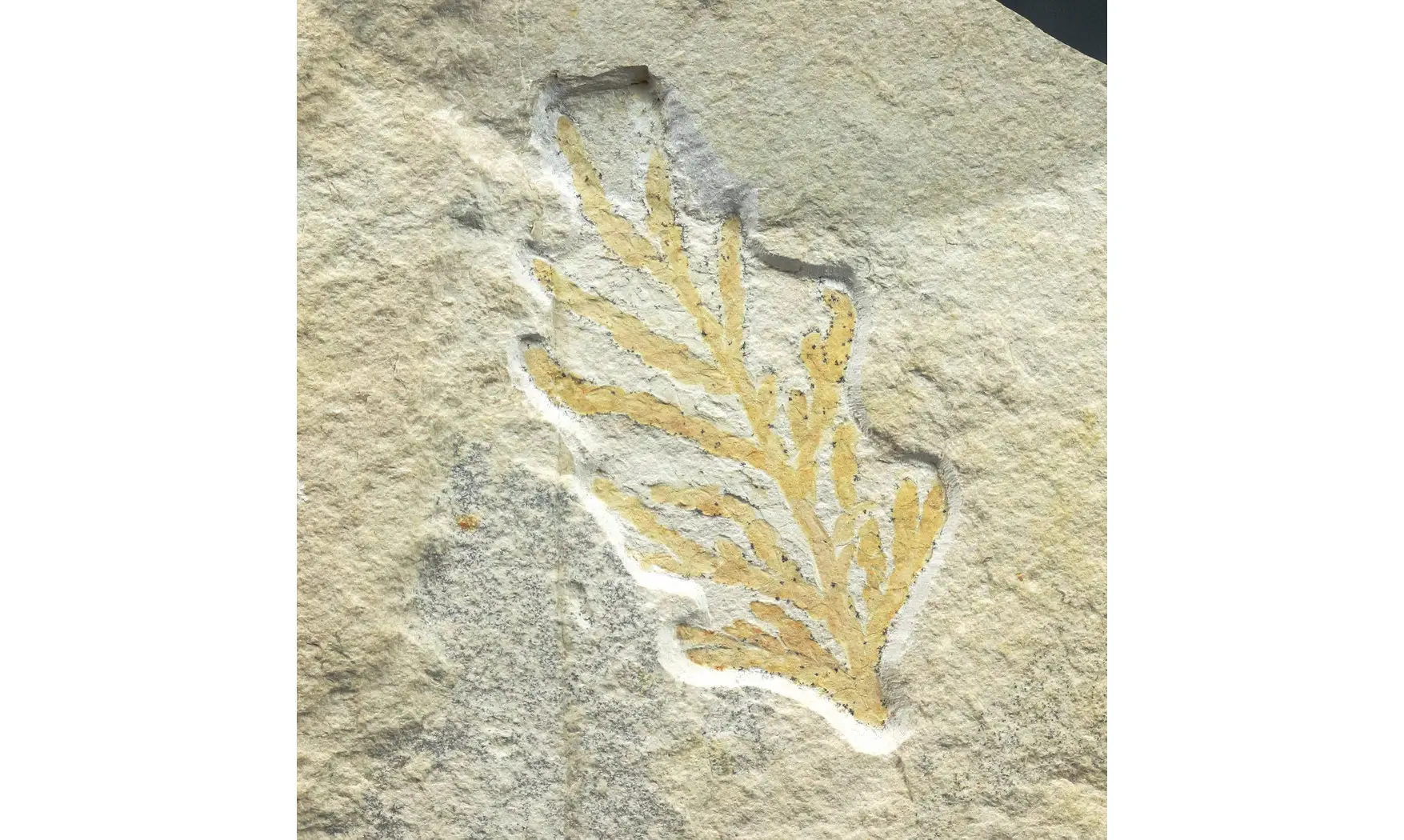 Brachyphyllum nepos