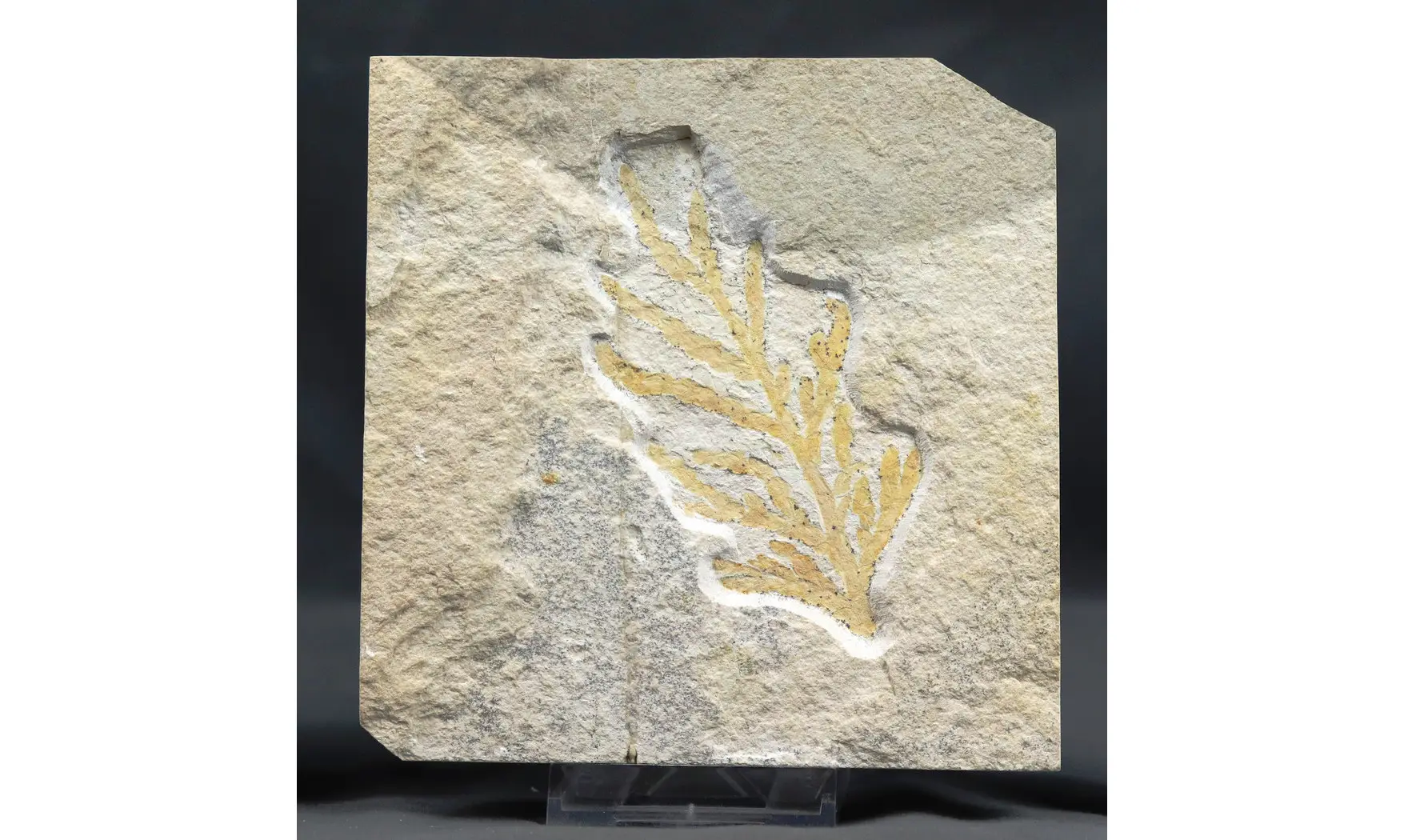 Brachyphyllum nepos