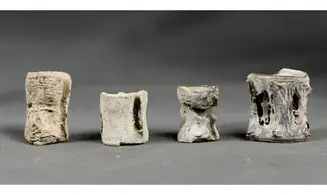 Fish vertebrae