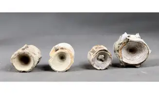 Fish vertebrae