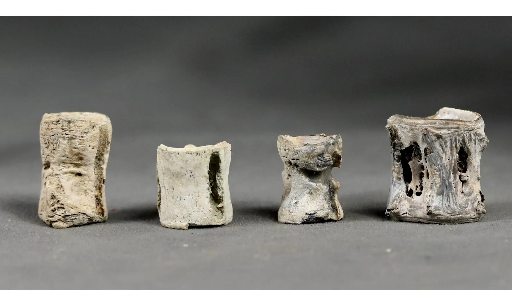 Fish vertebrae