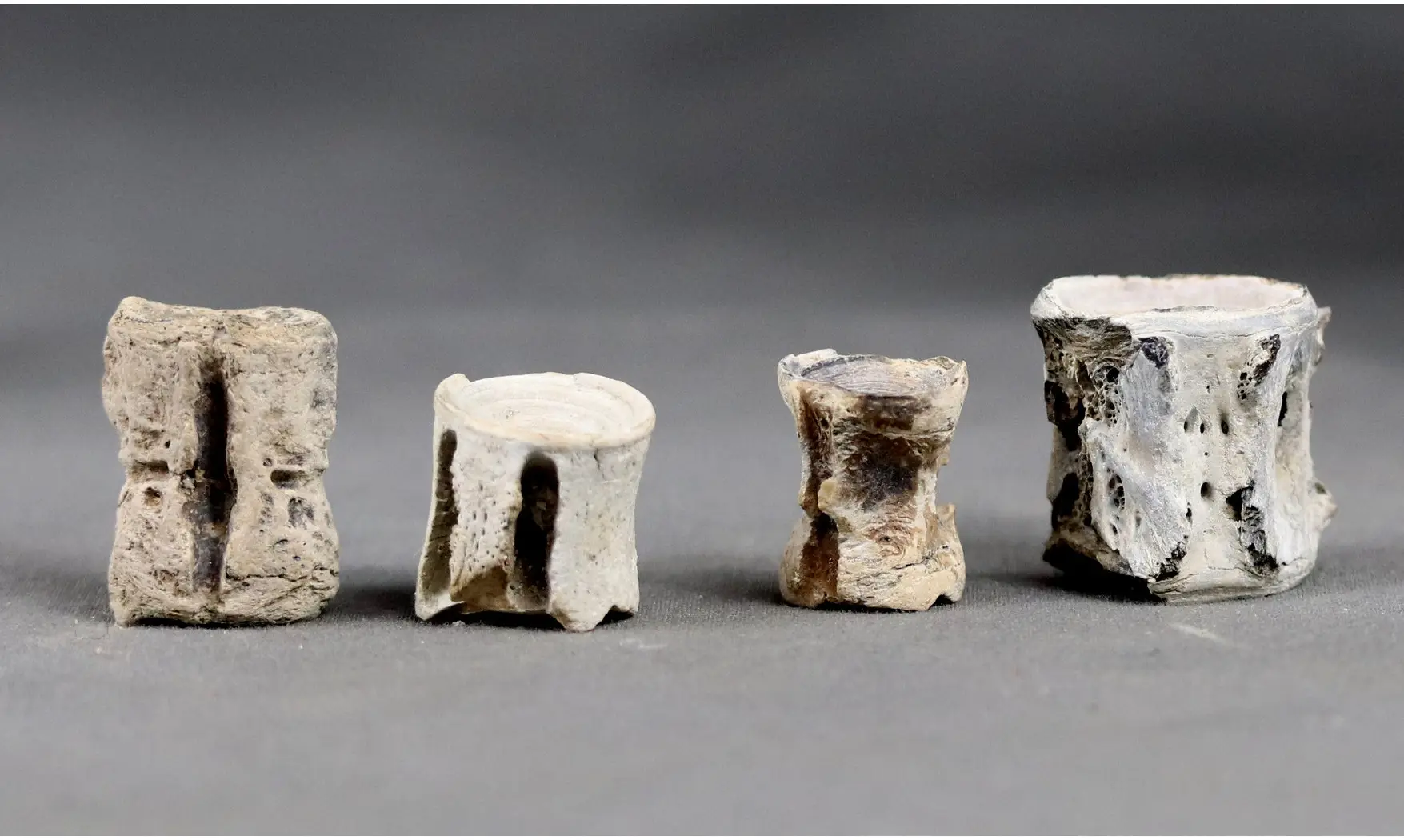 Fish vertebrae