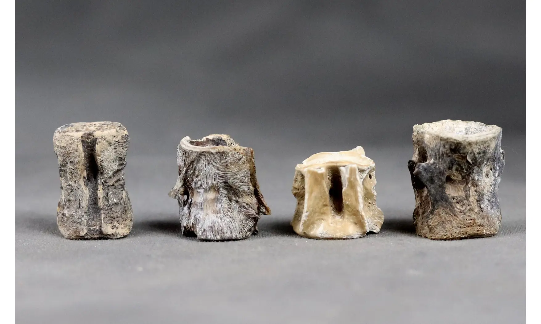 Fish vertebrae