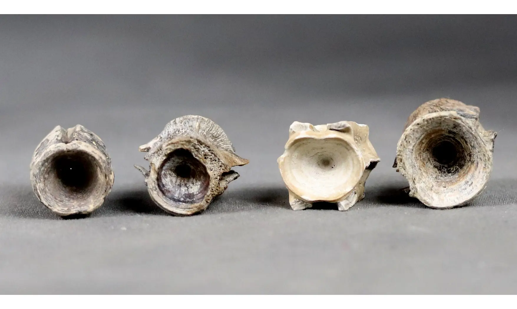 Fish vertebrae