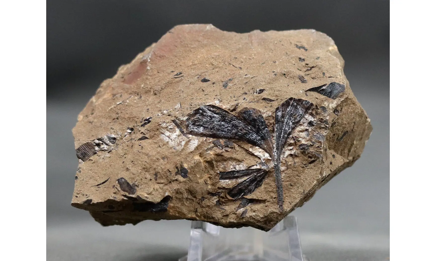 Ginkgoites pluripartitus
