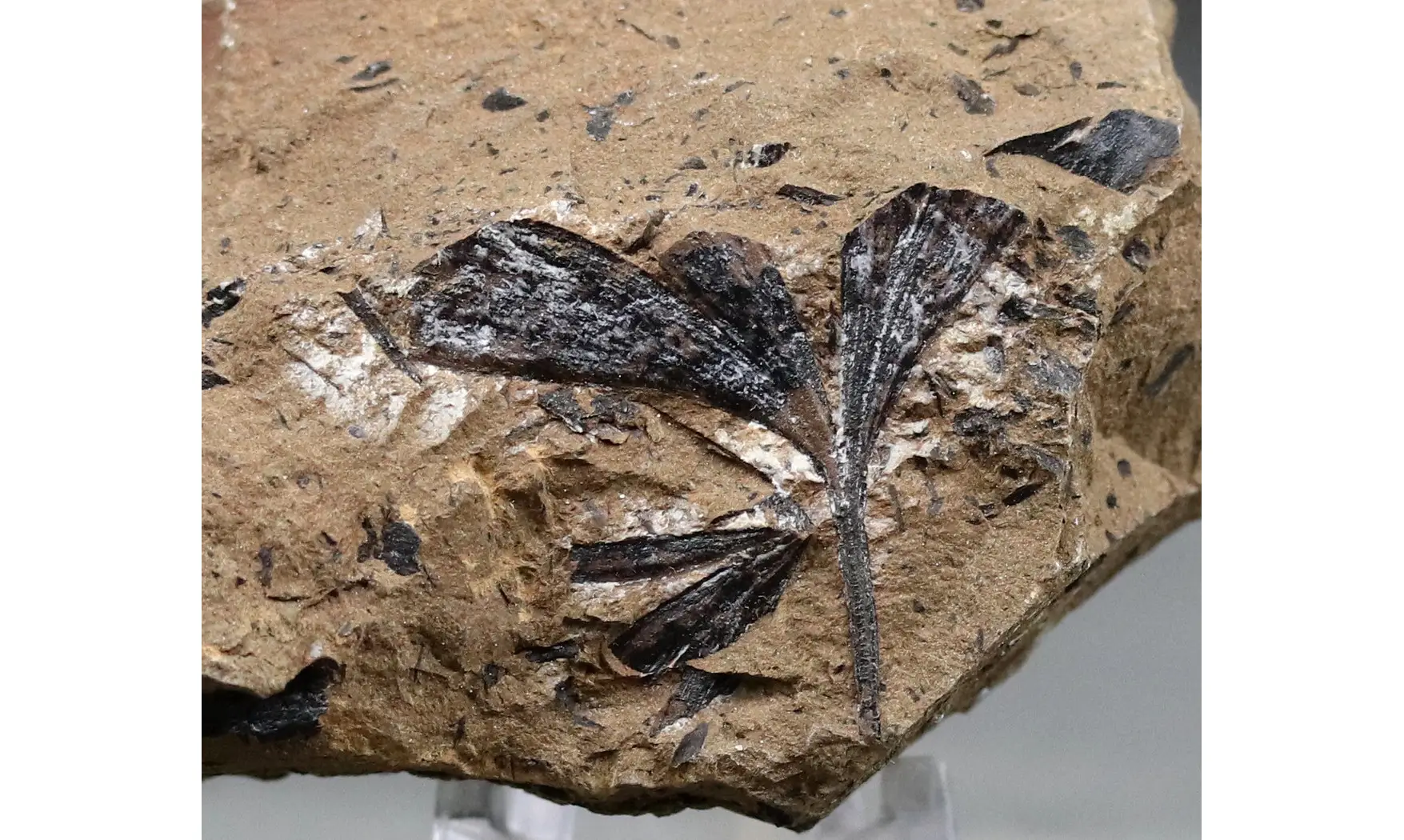Ginkgoites pluripartitus