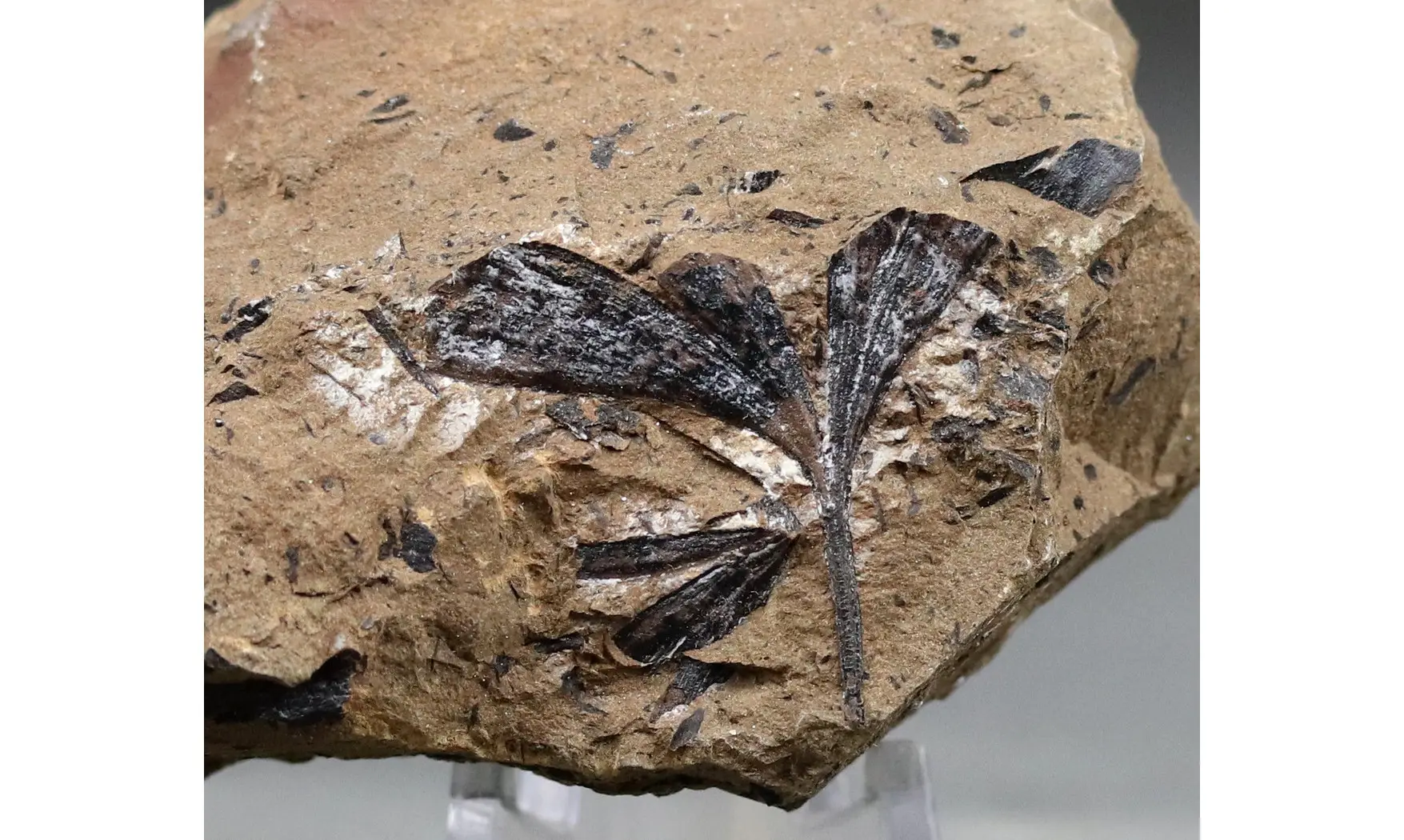 Ginkgoites pluripartitus