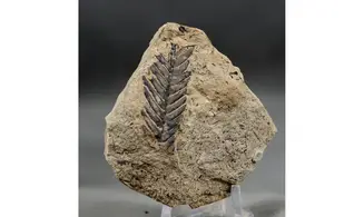Ptilophyllum aequale