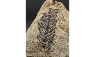 Ptilophyllum aequale