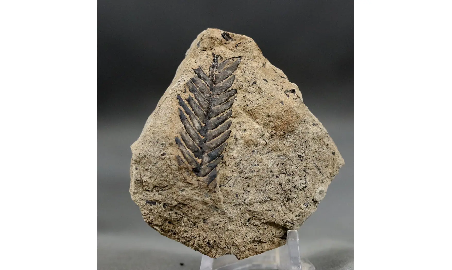 Ptilophyllum aequale