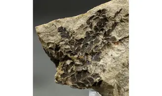 Sphenopteris fittoni