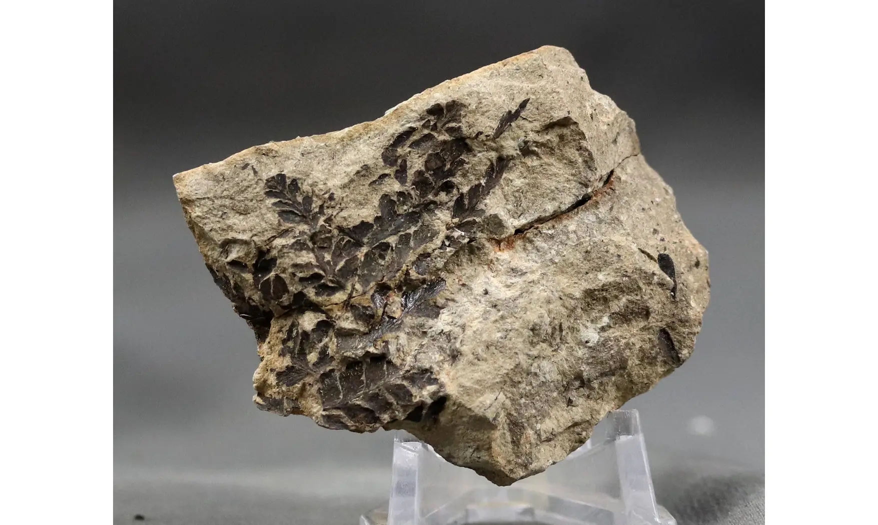 Sphenopteris fittoni