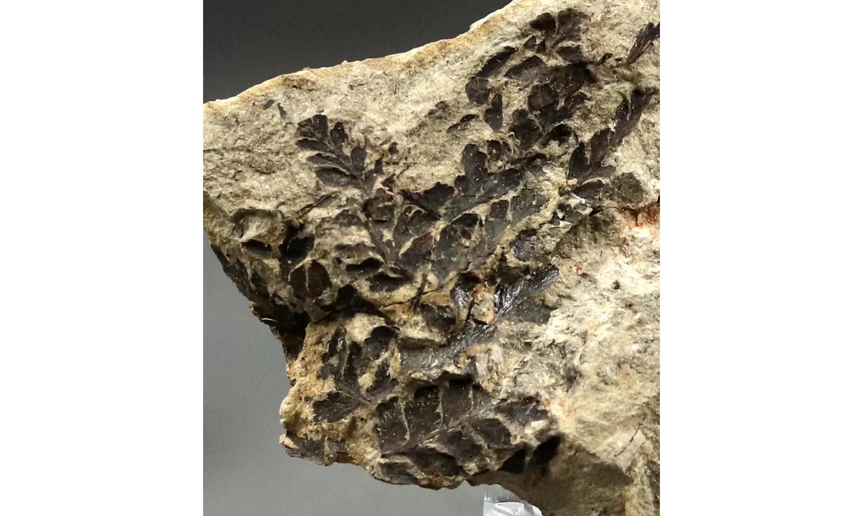 Sphenopteris fittoni