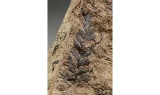 Sphenopteris fittoni