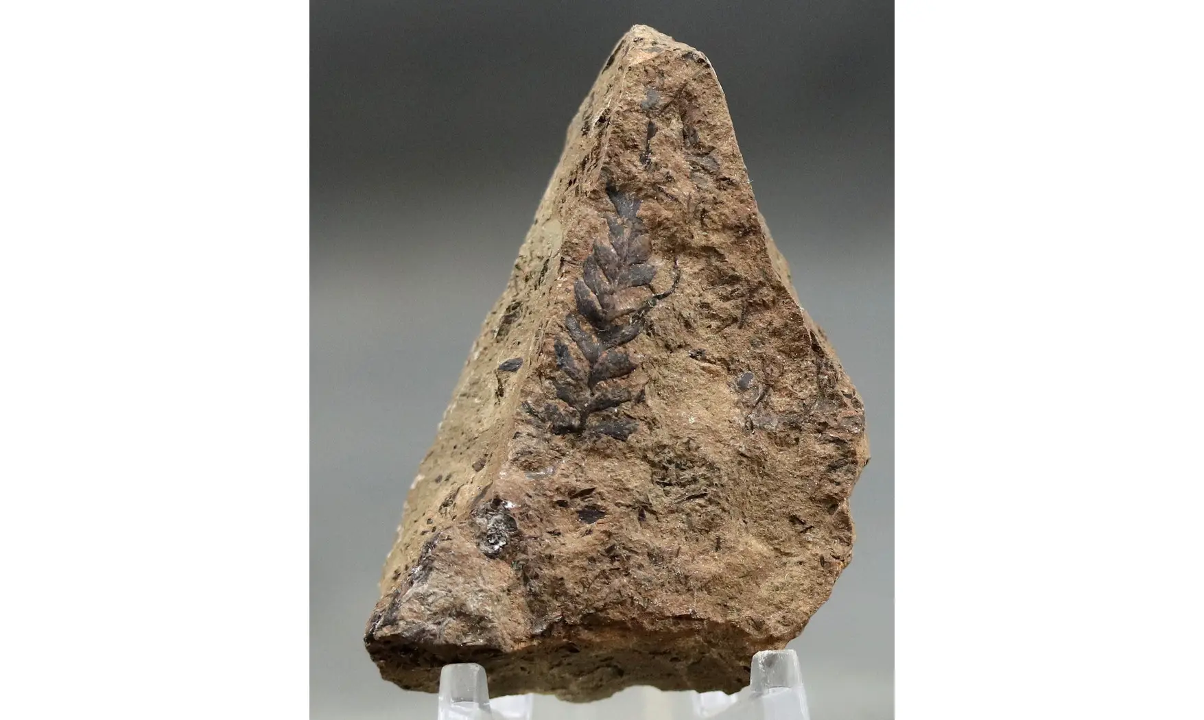 Sphenopteris fittoni