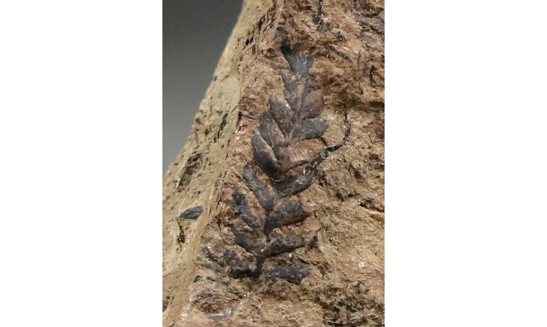 Sphenopteris fittoni