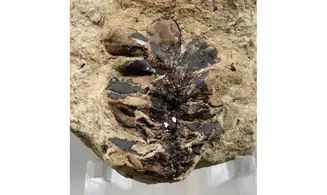 Sphenolepis sternbergiana