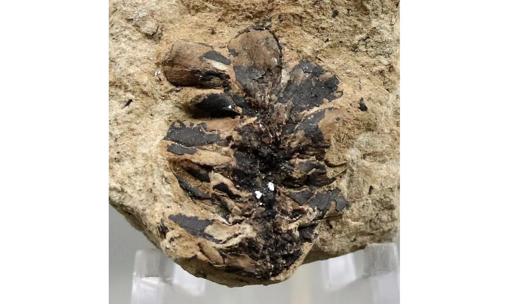 Sphenolepis sternbergiana