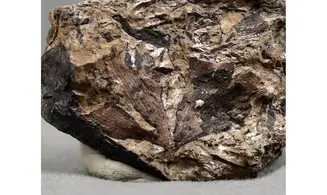 Ginkgoites pluripartitus