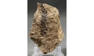 Sphenopteris fittoni