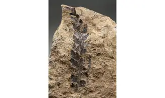 Sphenopteris fittoni