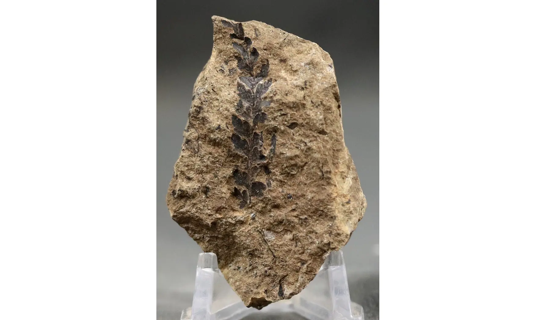 Sphenopteris fittoni