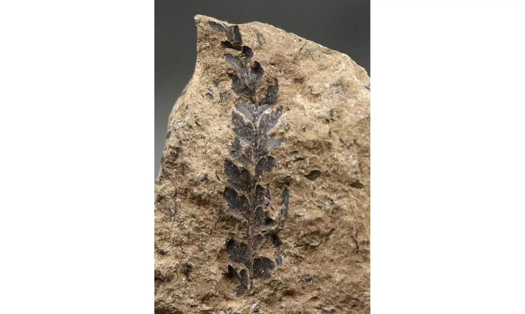 Sphenopteris fittoni