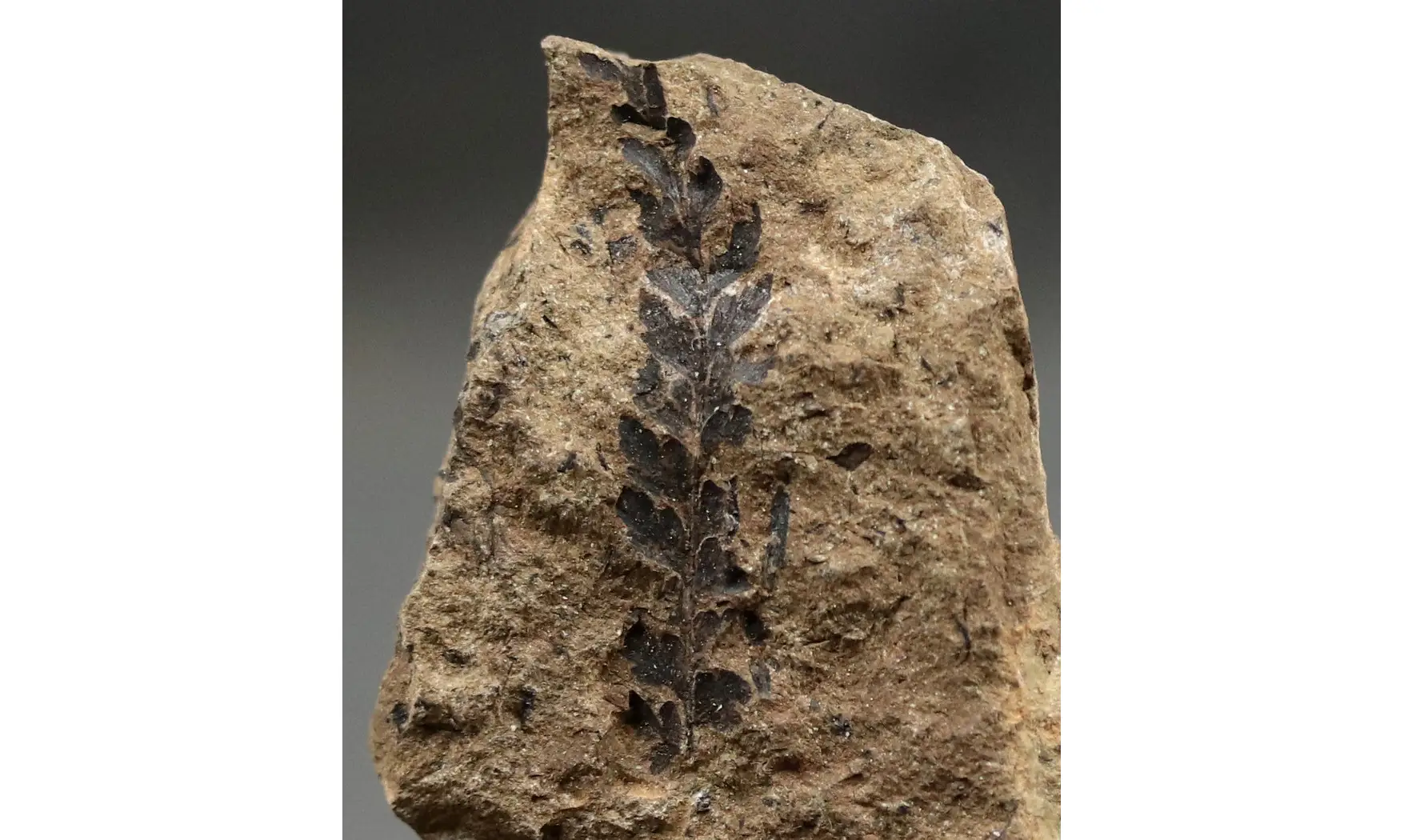 Sphenopteris fittoni