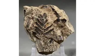 Pterophyllum lyellianum
