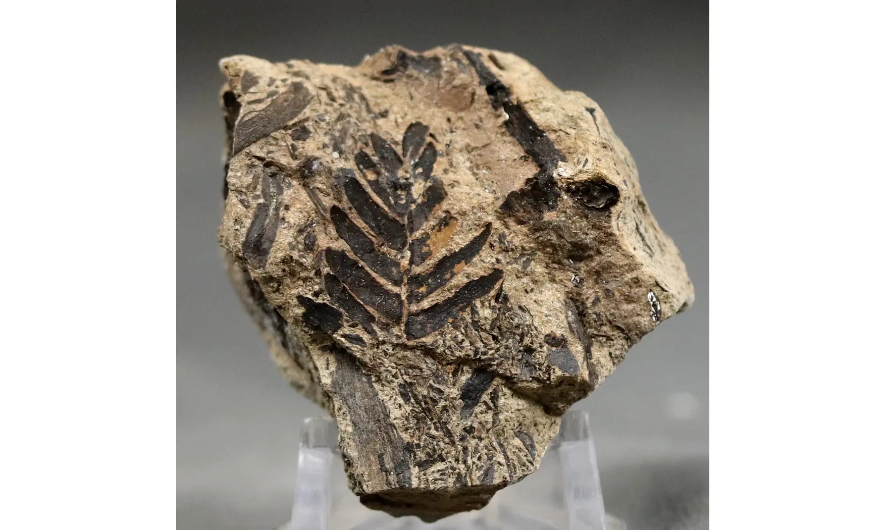 Pterophyllum lyellianum