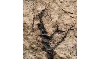Sphenolepis sternbergiana