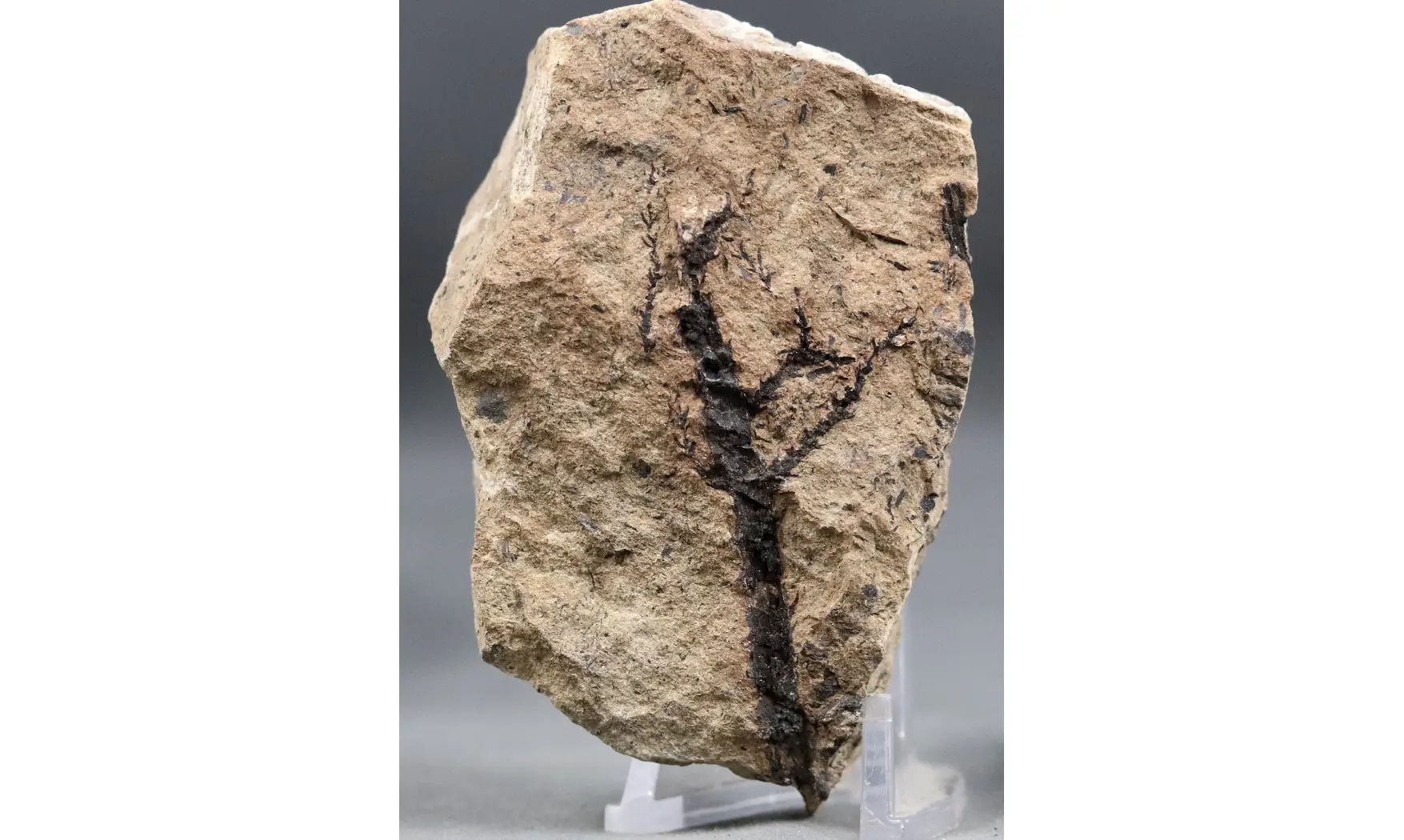 Sphenolepis sternbergiana