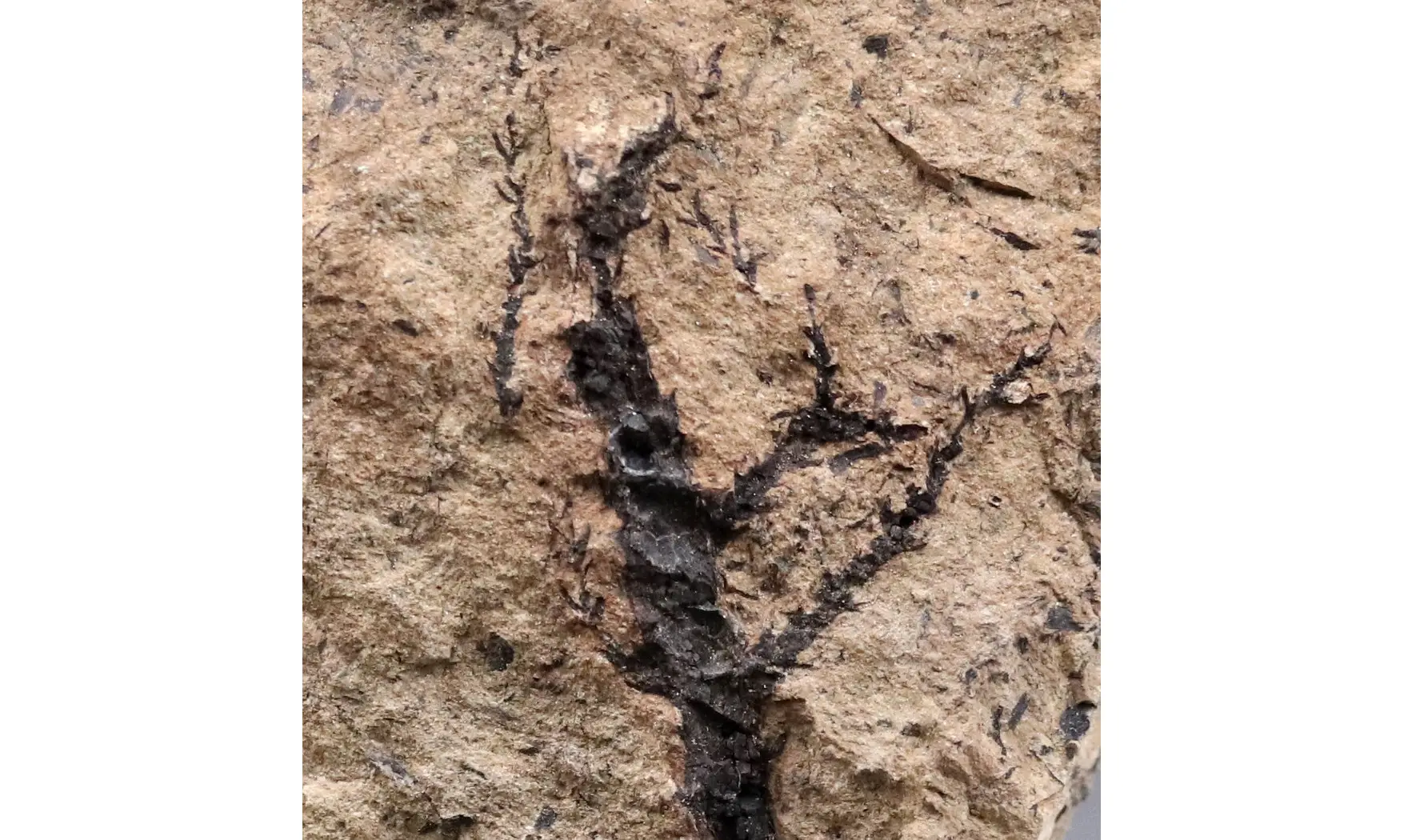 Sphenolepis sternbergiana