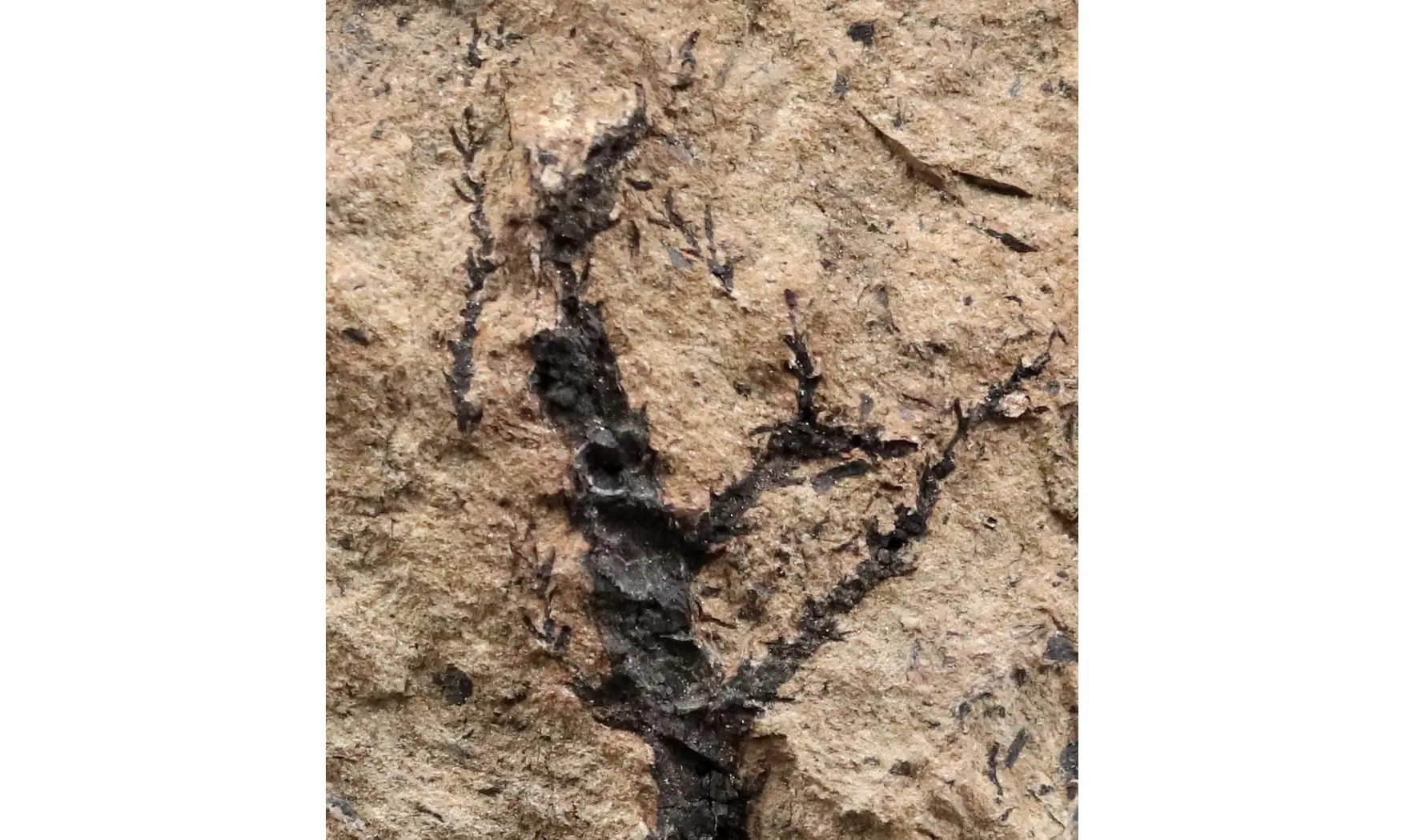 Sphenolepis sternbergiana