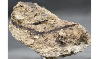 Sphenolepis sternbergiana