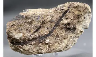 Sphenolepis sternbergiana