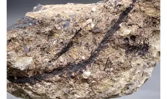 Sphenolepis sternbergiana