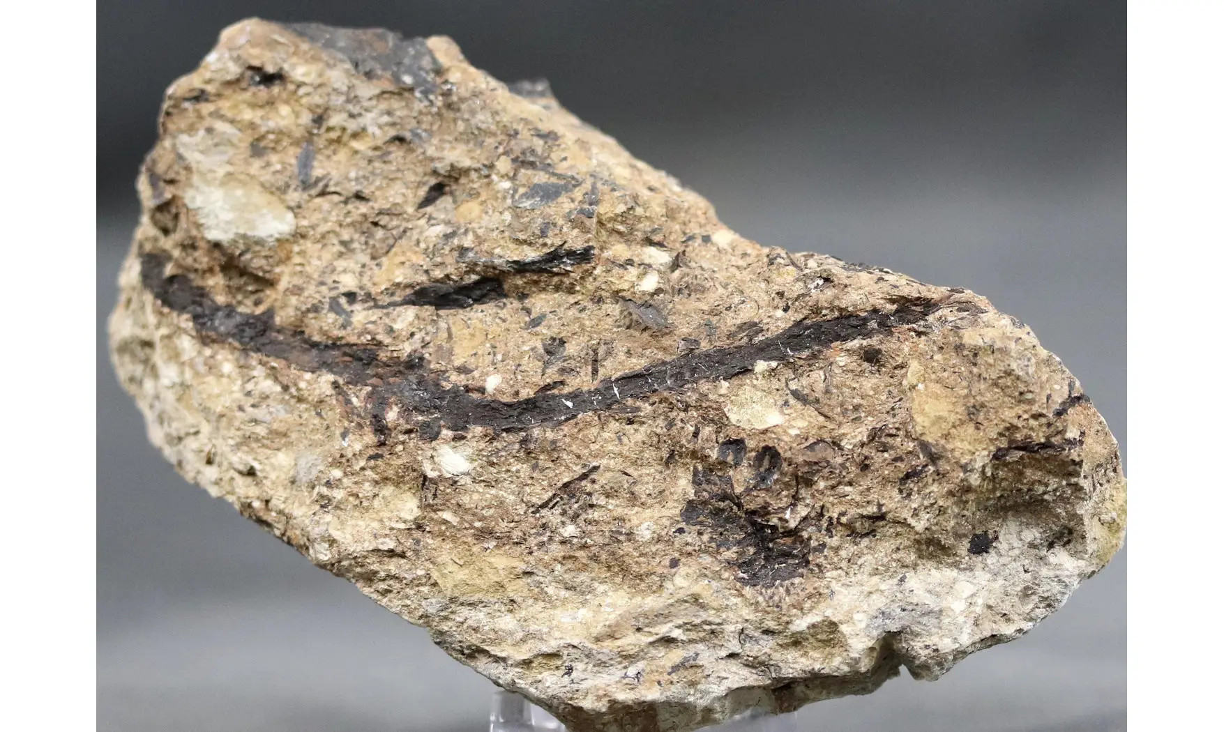 Sphenolepis sternbergiana