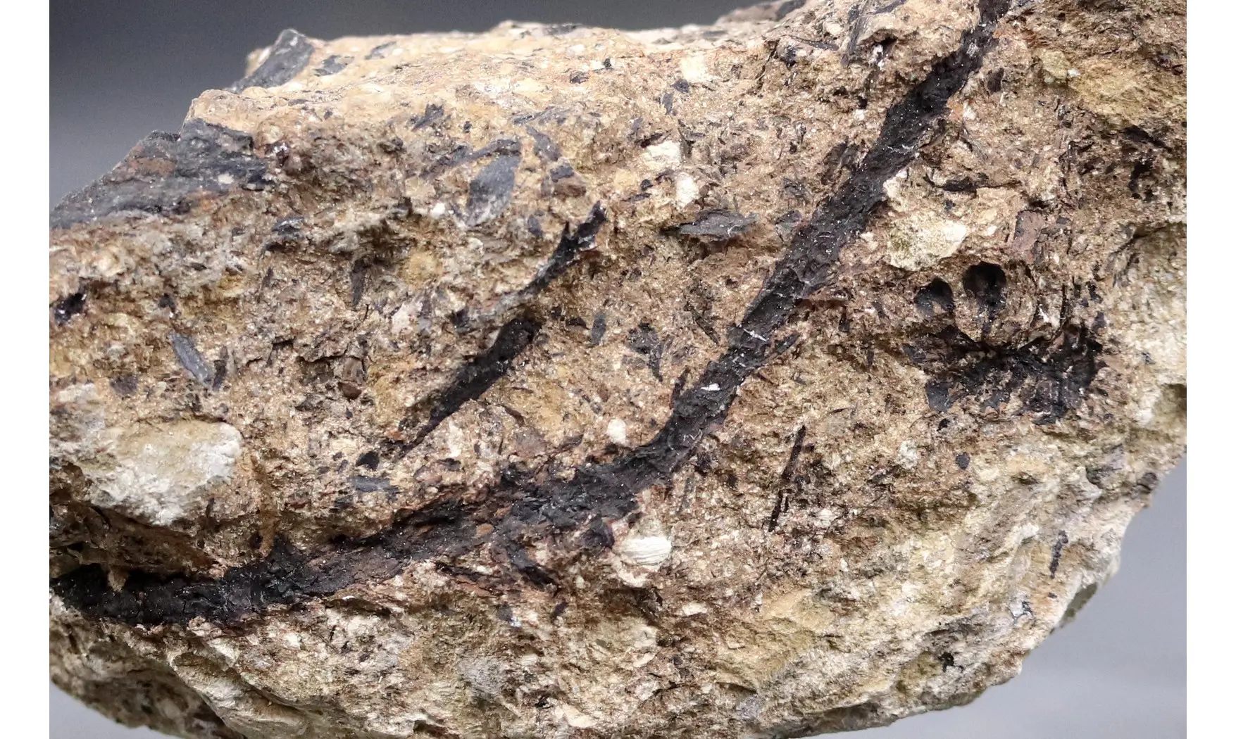 Sphenolepis sternbergiana