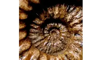 Calycoceras asiaticum
